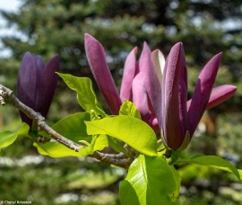 Magnolia Black Beauty C5